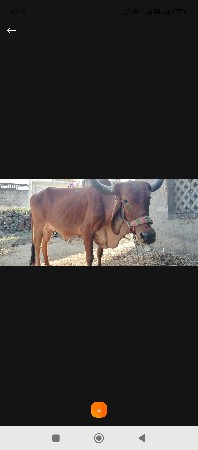 ગાય વેશવાની છે