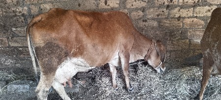 વેચવાની છે