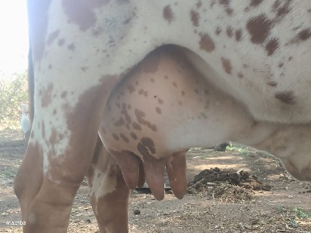 ગીર ગાય વહેચવાની છે