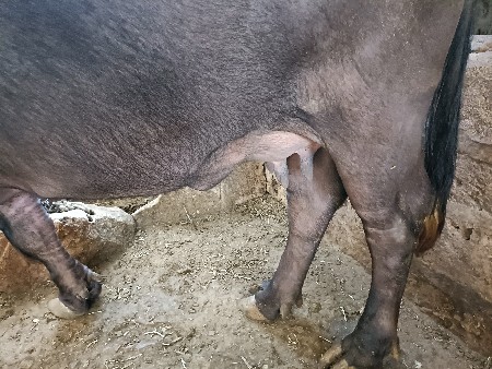 ભેંસ વેસવાની છે