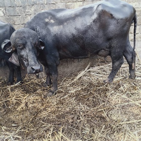 ભેંશ વેચવાની છે