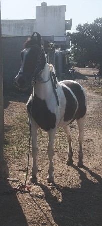 ઘોડી વેચવાની છે