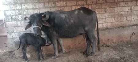 थंबनेल 3