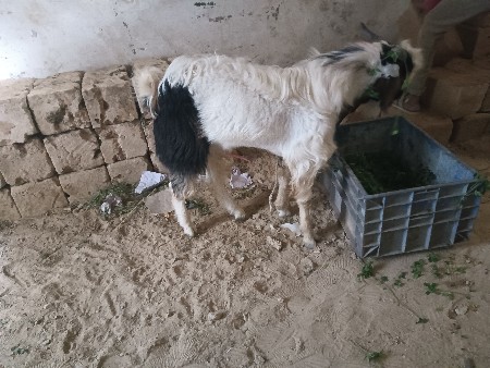 थंबनेल 3