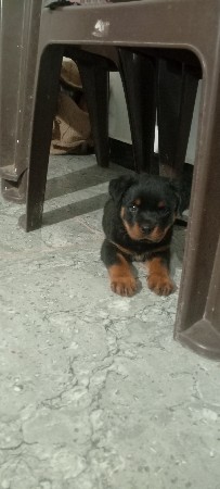 રોટવીલર ફીમેલ