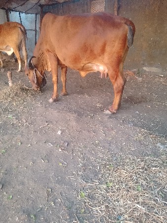 થંબનેલ 3