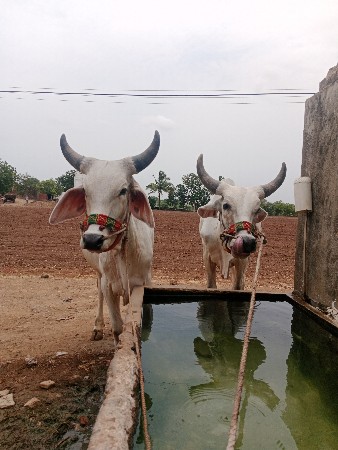 थंबनेल 3