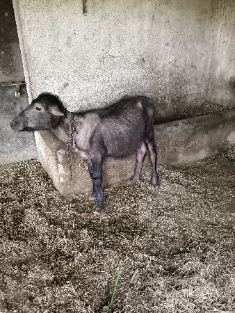 વેચવા નો છે