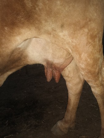 ગાય વેચવાની છે