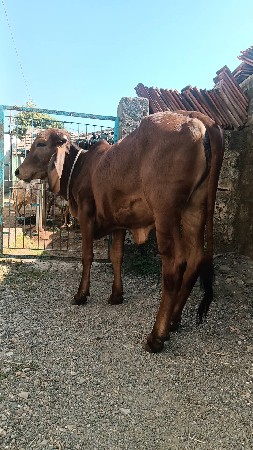 ગીર વાશડી છૅ