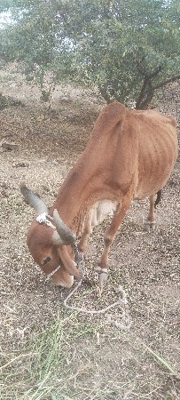 2 ગા વેચવા નિસ  સોજિ ગા છે