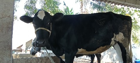 જરશી  ગાય છે