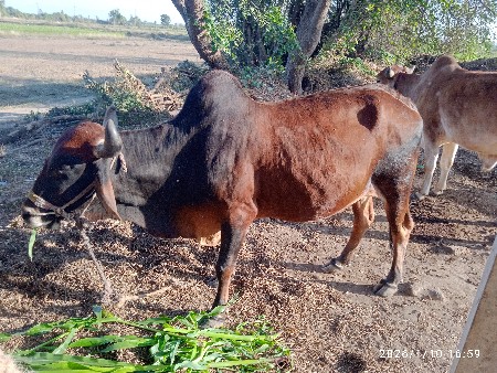 थंबनेल 2