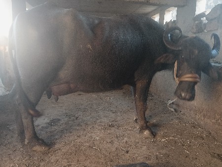 थंबनेल 2