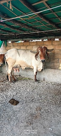 थंबनेल 2