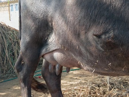 થંબનેલ 2