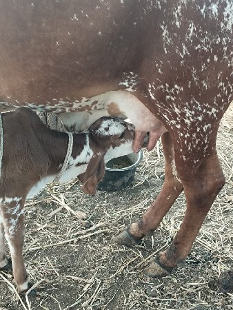 બે ગાય વેચવાની છે