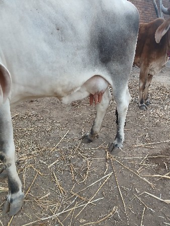 ગાય  પાંચ લીટર દુધ