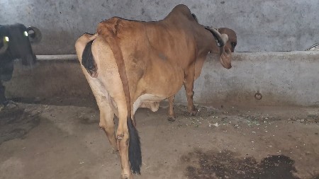 ગીર ગાય વેચવાની છે.
