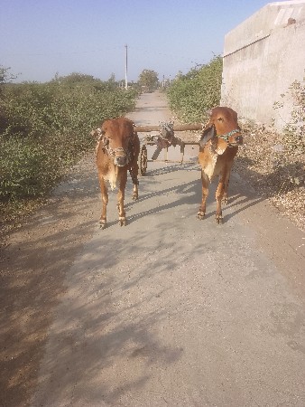 थंबनेल 3