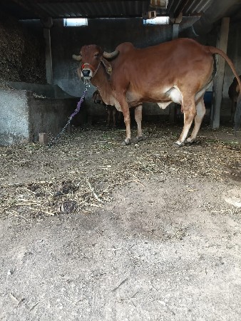 थंबनेल 4