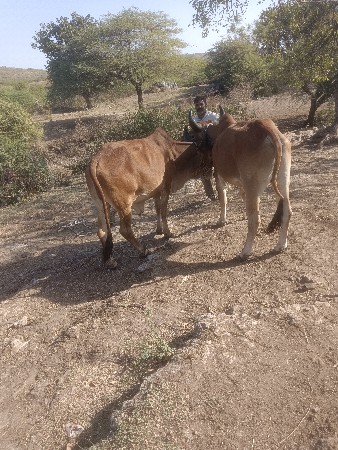 4,4દાતે છે