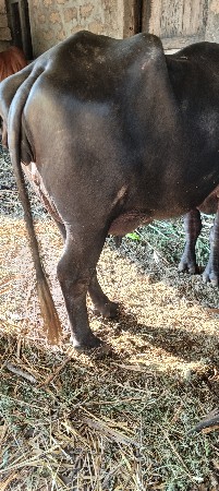 ભેંસ વેચવાની છે