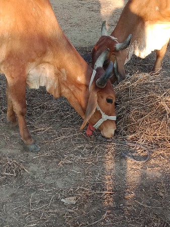 ગાય વેચવાની છે
