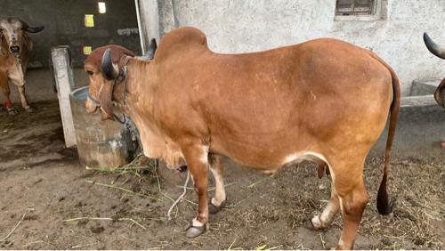 थंबनेल 2