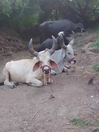 थंबनेल 2