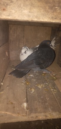 थंबनेल 2