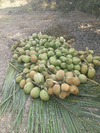 થંબનેલ 3