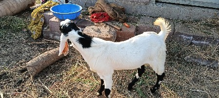 બકરો વેશ વા ના સે