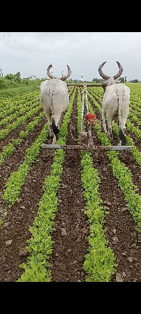 bardhu veshavana chhe