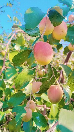 special kashmiri red apple 🍎🌿