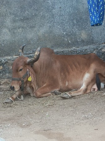 थंबनेल 2