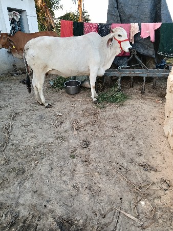 ગાયવેશવાનીછે  દેસીજરસીછે