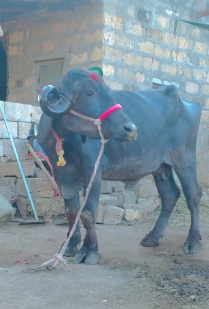 थंबनेल 2