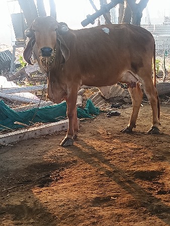 ગીર વોણકી વેચવાની છે