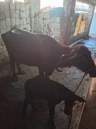 ભેસવેસવાનીણછે 10યાયગલછે