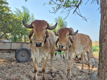 थंबनेल 2