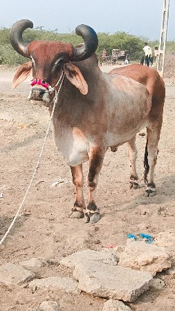 थंबनेल 2