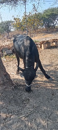 પાડી ત્રણ વર્ષની