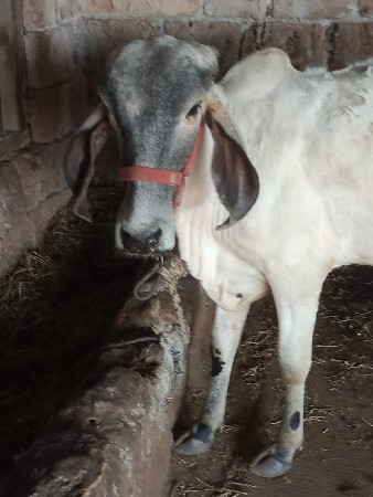 લીલડી વાસરડી વેચવાની સે