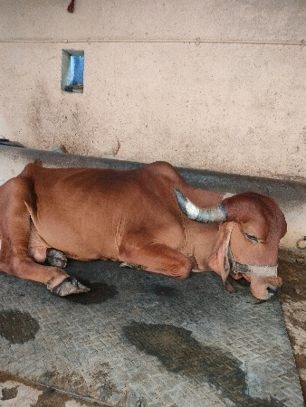 थंबनेल 2