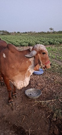 ગાય વેચવાની છે.
