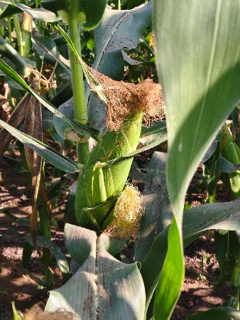 અમેરિકન મકાઇ ના ડોડા વેચા વા