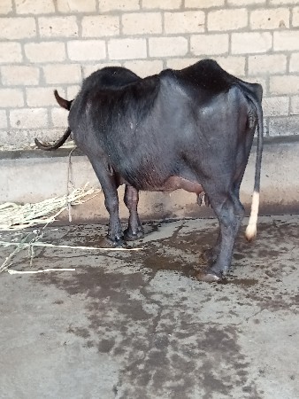 ભેંસ વેચવાની છે