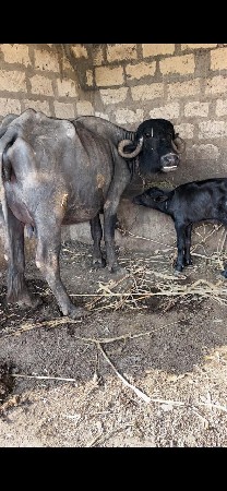 ભેસ વેસવાની છે