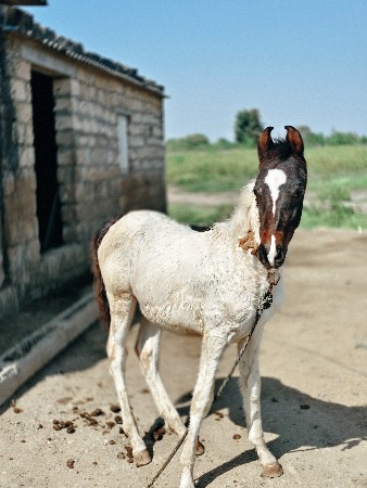 marvadi vachhero deva nu chhe